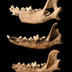 Mandibles of the Stillwell specimen, showing advanced tooth wear.